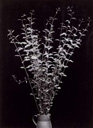 Image no. 133: Branches dans une cruche (Constantin Brancusi), code=V, ord=39, date=1933 -34