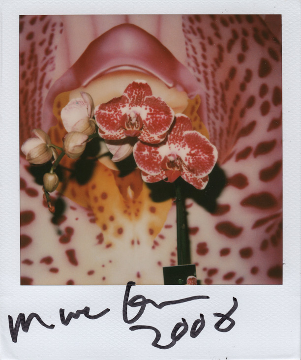 Image no. 82: Flower, 2008 (Marc Quinn), code=V, ord=10000, date=-