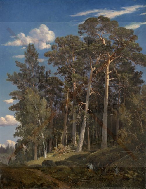 Image no. 3590: Pine Forest (Ivan Shishkin), code=V, ord=0, date=1866