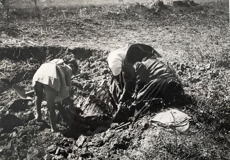 Image no. 223: Fokoru Puszta (Andre Kertesz), code=H, ord=450, date=1921