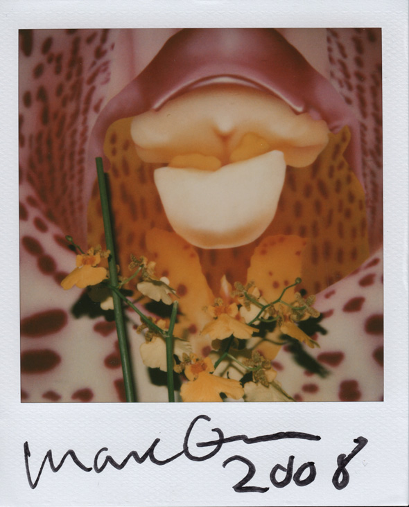 Image no. 84: Flower, 2008 (Marc Quinn), code=V, ord=10000, date=-