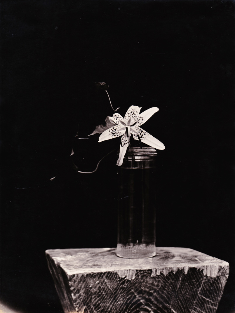 Image no. 158: Lily (Constantin Brancusi), code=V, ord=33, date=1933