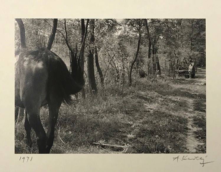 Image no. 245: Untitled (Andre Kertesz), code=H, ord=250, date=1971