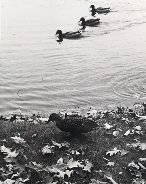 Image no. 239: Three ducks (Andre Kertesz), code=V, ord=510, date=1949