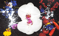 Image no. 73: Constellations, 2011 (Marc Quinn), code=H, ord=10000, date=-
