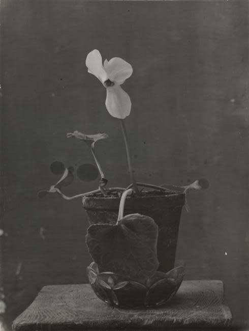 Image no. 137: Cyclamen, 1933-4 (Constantin Brancusi), code=V, ord=1000, date=-
